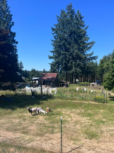 Open Homestead Landscape Wide view of grassy homestead with trees and garden space