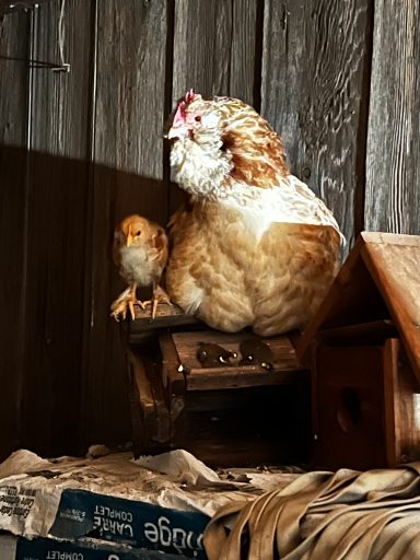 Hen and Chick in Coop Mother hen with baby chick inside a wooden coop
