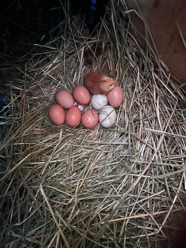 Fresh Farm Eggs in Nest Collection of brown eggs in a straw nest