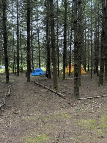 Forest Camp on the Homestead Tent set up among tall pine trees on a quiet forested homestead
