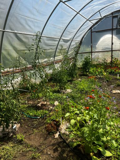 Greenhouse Growing Space Inside a greenhouse filled with herbs and vegetables