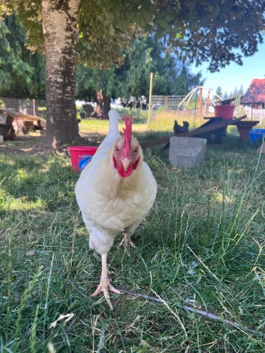 Free-Range Chicken in the Yard White chicken standing in grassy yard on a small farm