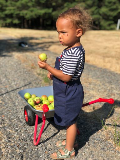 Son enjoying apples from tree Apples in wagon