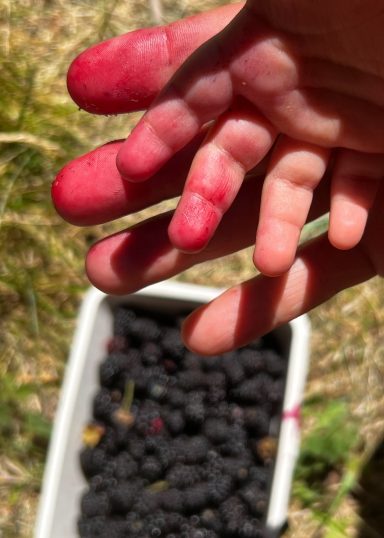 Freshly Harvested Berries Hand stained red from picking fresh berries over a container